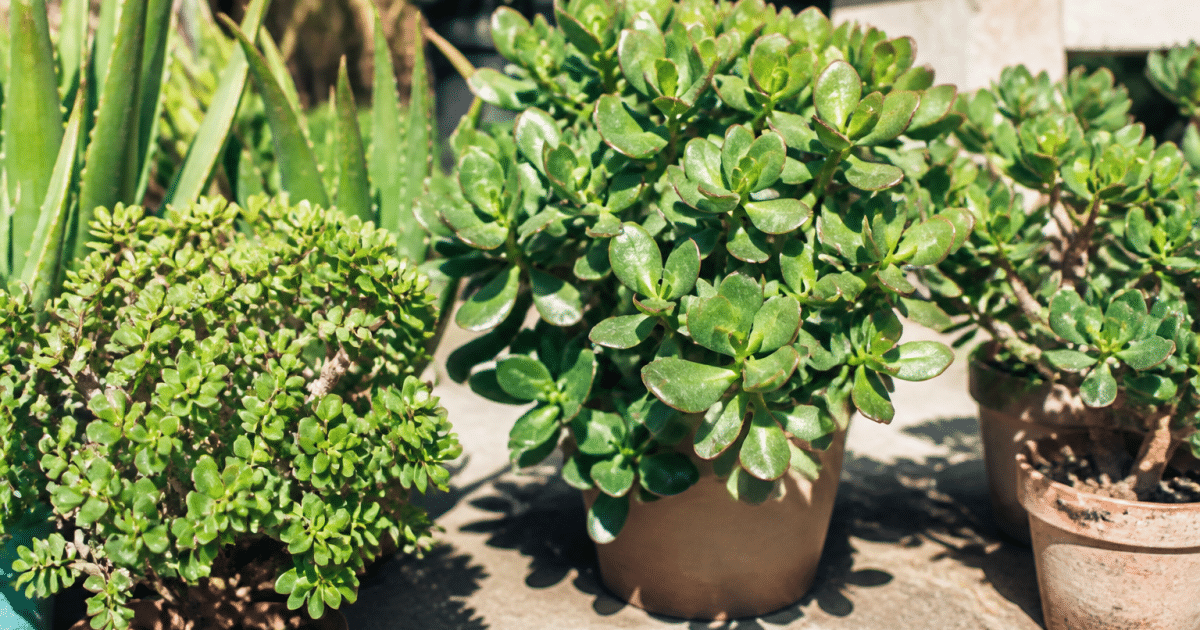Plantes vertes resistantes exposees directement aux rayons solaires