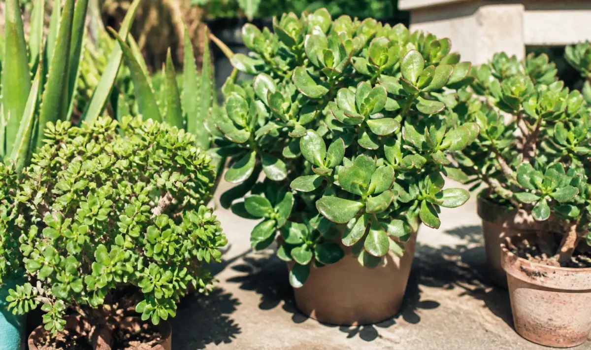 Plantes vertes resistantes exposees directement aux rayons solaires