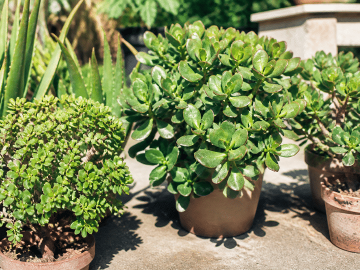 Quelles plantes extérieures en plein soleil sans arrosage choisir pour son jardin ?