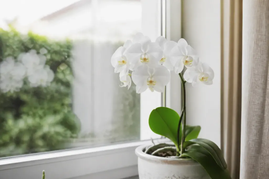 Orchidee blanche en pot devant une fenetre lumineuse