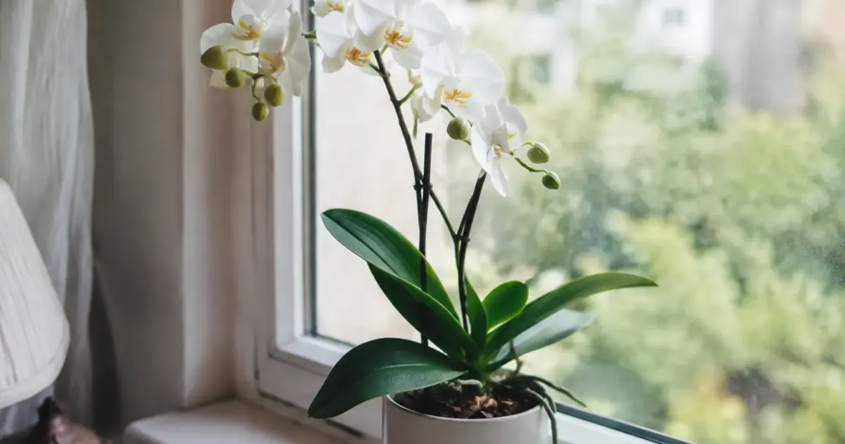 Orchidee blanche en pot sur un rebord de fenetre