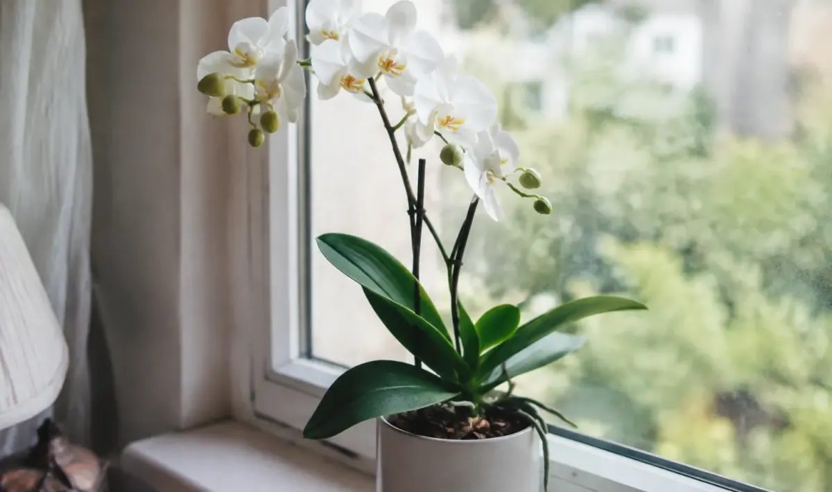 Orchidee blanche en pot sur un rebord de fenetre
