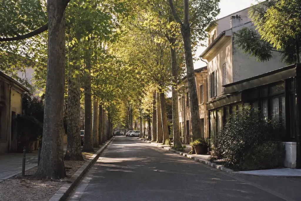 Rue résidentielle calme bordée de platanes et commerces locaux